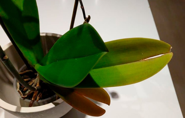 蘭の葉が割れるのはなぜ？原因と解決策